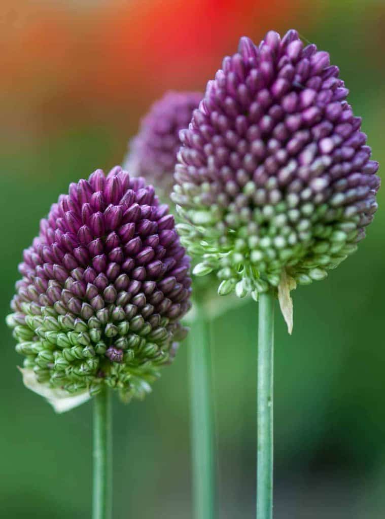 Allium sphaerocephalon ---